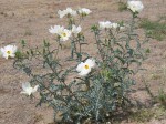 Desert bloom.