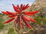 Red desert flower.