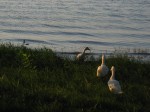 Quack quack.